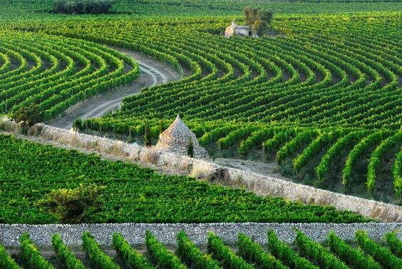 Vignole d'Amastuola (Italie)